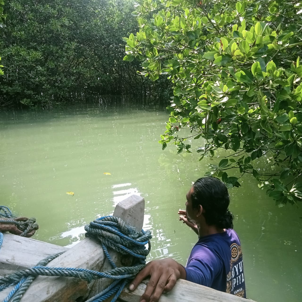 Program CSR Lingkungan – Restorasi Mangrove & Ketahanan Iklim